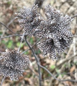 shows winter flowers of Pycnanthemum incanum