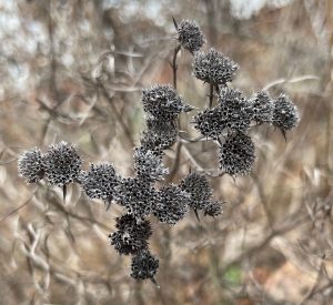 shows winter flowers of Pycnanthemum tenuifolium