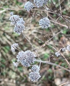 shows winter flowerheads of Pycnanthemum muticum